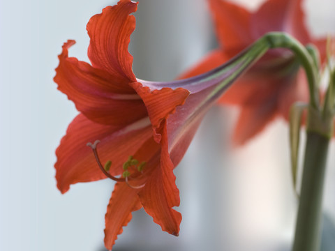 朱頂紅