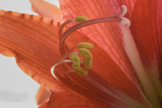 花蕊