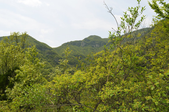 山