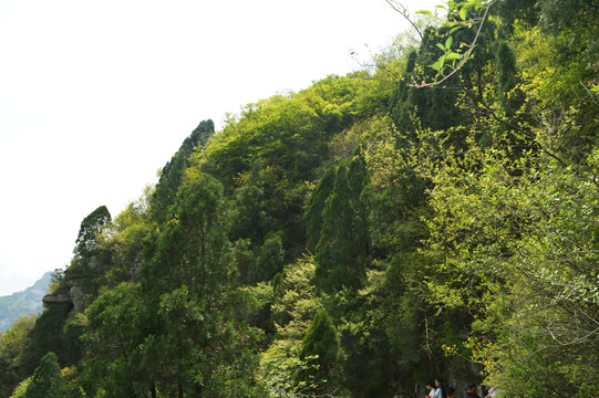 山