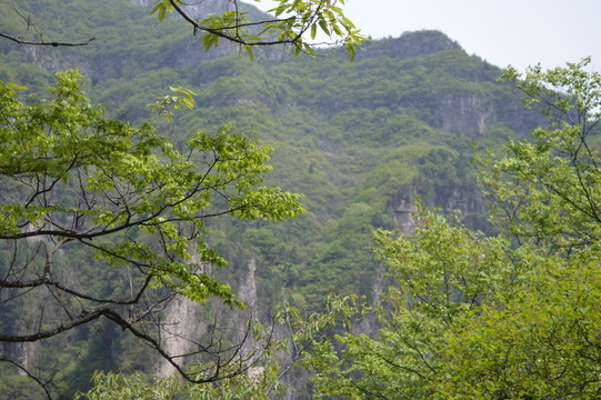 山