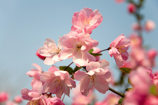 櫻花