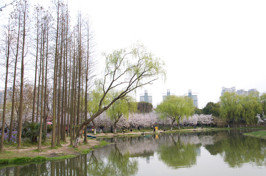 森林公園