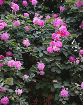 薔薇花