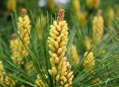 松樹花