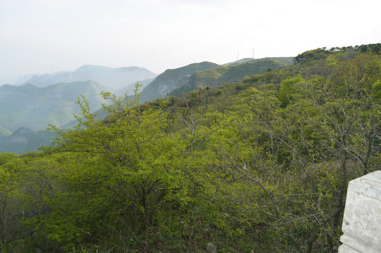 山