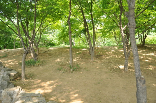 陽(yáng)光小樹(shù)林
