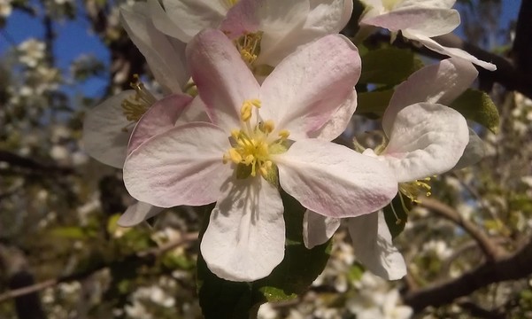 蘋(píng)果花