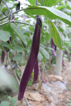 茄子