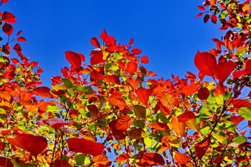 樹葉紅了