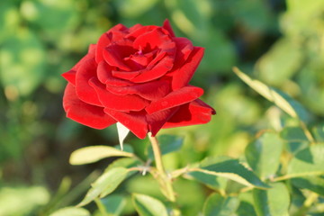 小花兒