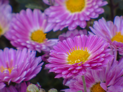 非洲菊