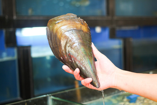 海虹