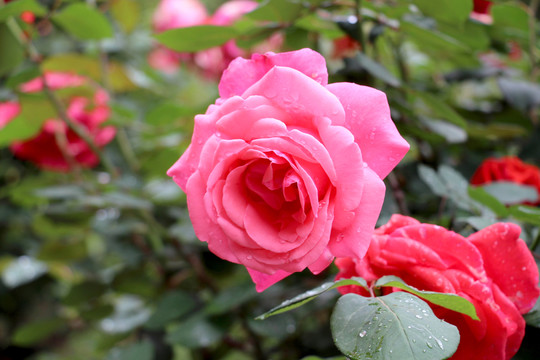 粉色月季花