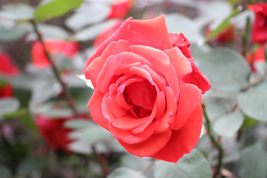 紅色月季花
