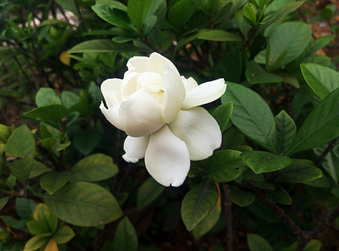 梔子花