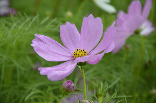 非洲菊