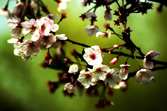 櫻花