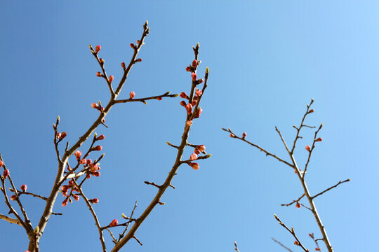 桃紅柳綠 花卉 花樹(shù) 春天 樹(shù)