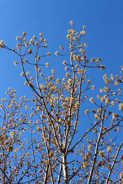 桃紅柳綠 花卉 花樹(shù) 春天 樹(shù)