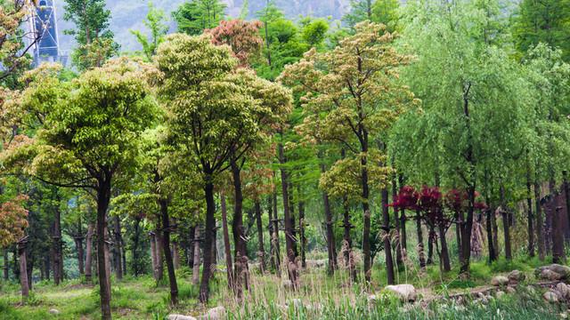 小樹林