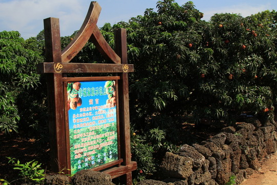海南荔枝種植