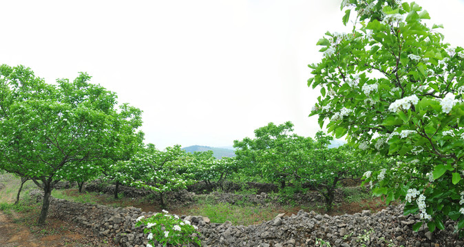樹林 山楂園大圖