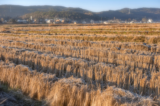 田園風(fēng)光