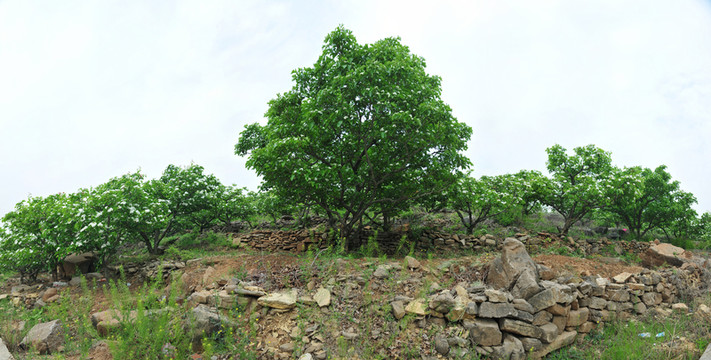 山楂樹 山楂園