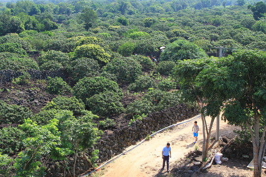 荔枝種植基地