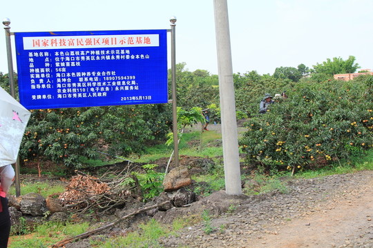 海南荔枝種植基地