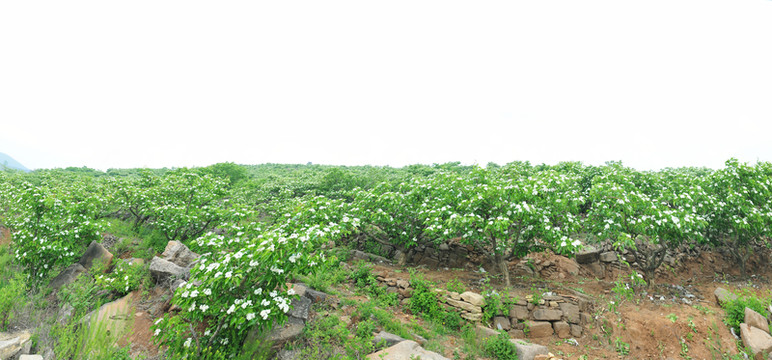 山楂樹(shù)開(kāi)花 白色花滿(mǎn)園