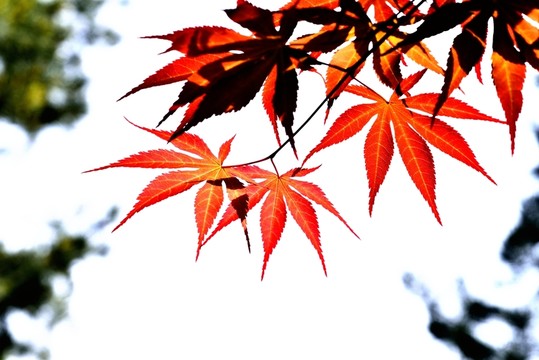 紅葉熱烈
