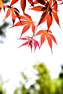 楓葉紅