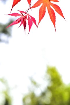 紅楓葉
