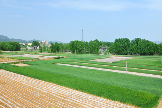 麥田 冬小麥