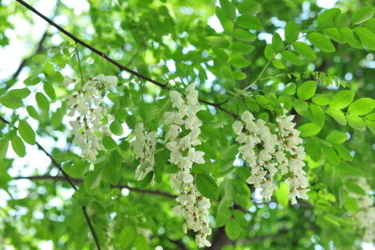 洋槐花  槐樹