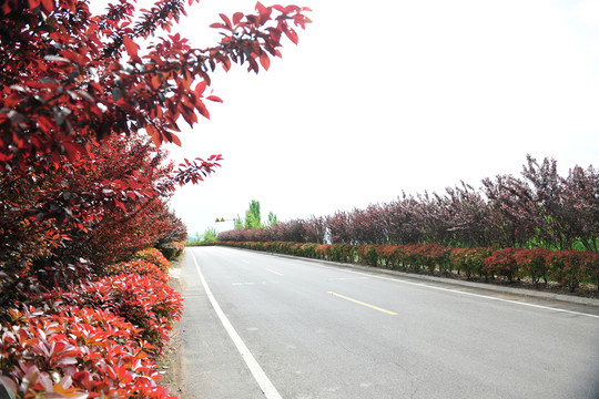 馬路 柏油路