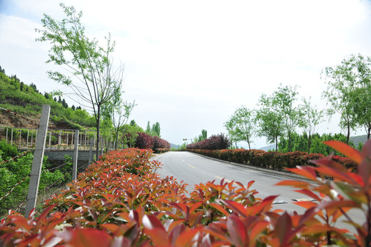 綠化苗木  道路綠化