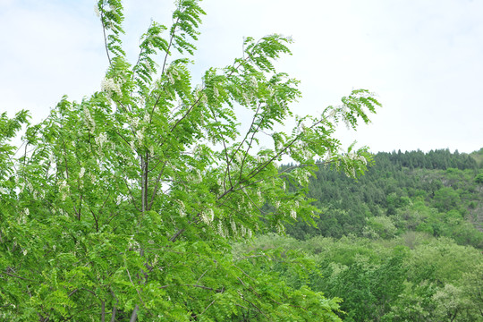 洋槐樹(shù)