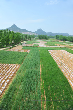 麥苗  小麥