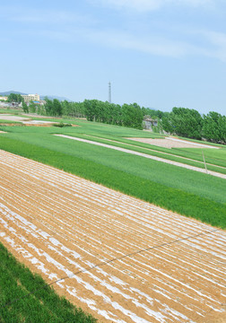 農(nóng)田  田野