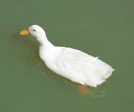 鴨子