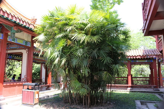 棕樹(shù)