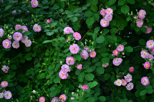 薔薇