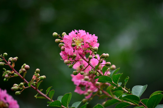 紫薇花