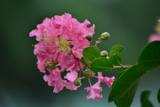 紫薇花