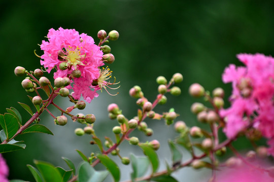 紫薇花