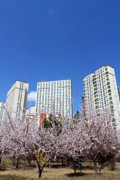 桃紅柳綠 花卉 花樹 樓區(qū)