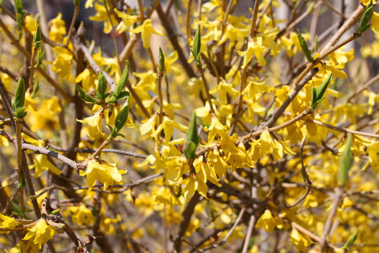迎春花 春天 花開(kāi) 春暖花開(kāi)